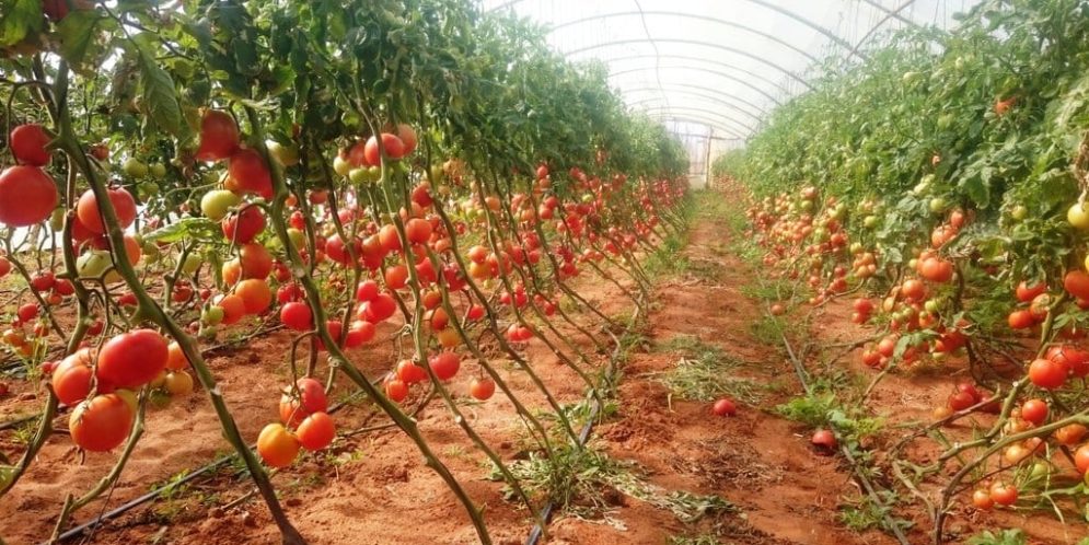 Production Pr Visionnelle De Plus De Quintaux De Tomate Sous