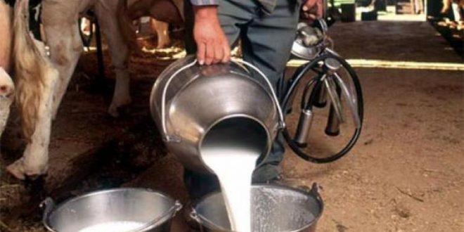 Sidi Bel Abbès : coordonner les efforts pour accroître les capacités de production du lait subventionné