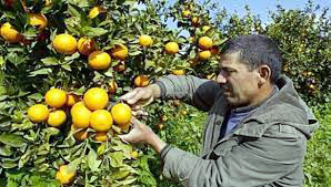Oran : plus de 28.000 quintaux d’agrumes cueillis depuis le lancement de la campagne