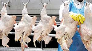 Filière avicole : Henni préside une réunion nationale pour examiner la régulation des prix durant le Ramadhan