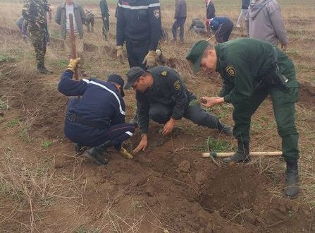 Sidi Bel Abbés : 3.000 arbres plantés dans la forêt Louza