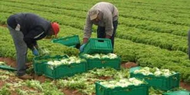 Agriculture : nécessité de créer des coopératives pour éliminer les intermédiaires
