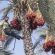 Dérivés de palmiers et de dattes: Une activité ancestrale en passe de devenir une filière économique à part entière